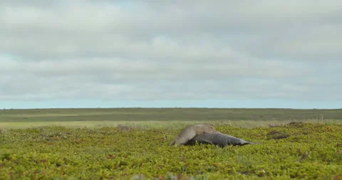 Arctic ground squirrel feeding on dead fish, Alaska, USA Vídeo Stock 138941135