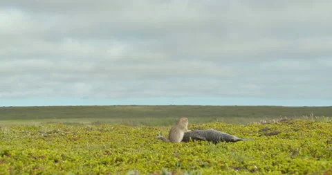 Arctic ground squirrel feeding on dead fish, Alaska, USA Video stock 138941144