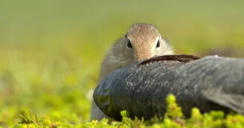Arctic ground squirrel feeding on dead fish, Alaska, USA Stock-Footage 138941221