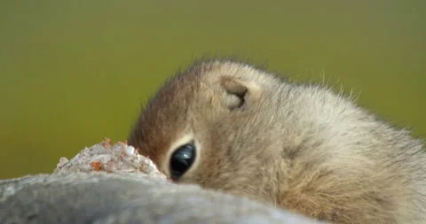 Arctic ground squirrel feeding on dead fish, Alaska, USA Video stock 138941321