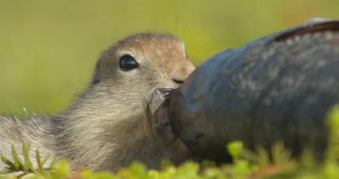 Arctic ground squirrel feeding on dead fish, Alaska, USA Video stock 138941379