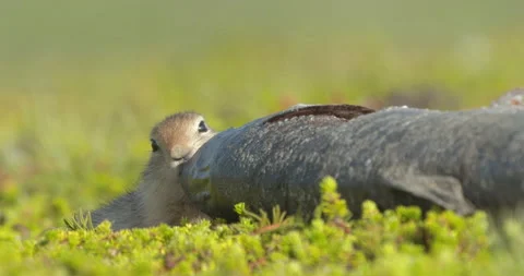 Arctic ground squirrel feeding on dead fish, Alaska, USA 스톡 동영상 138941380