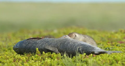 Arctic ground squirrel feeding on dead fish, Alaska, USA Video stock 138941570