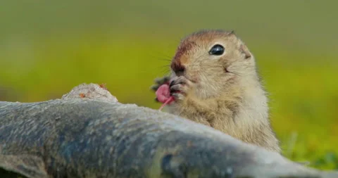 Arctic ground squirrel feeding on dead fish, Alaska, USA Video stock 138941683