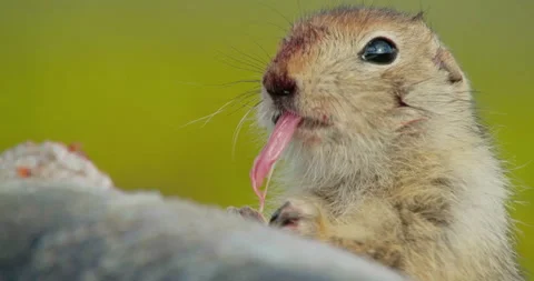 Arctic ground squirrel feeding on dead fish, Alaska, USA Video stock 138941702