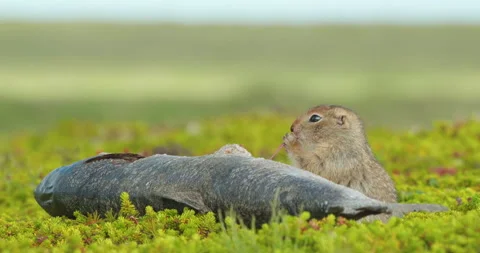 Arctic ground squirrel feeding on dead fish, Alaska, USA Video stock 138941729