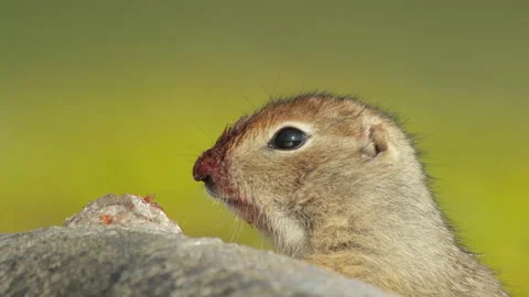 Arctic ground squirrel feeding on dead fish, Alaska, USA Video stock 138941809