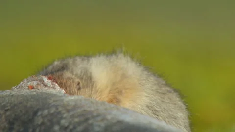 Arctic ground squirrel feeding on dead fish, Alaska, USA Video stock 138941813