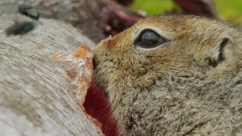 Arctic ground squirrel feeding on fish, Alaska, USA Stock-Footage 138937978