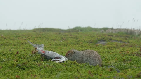 Arctic ground squirrel feeding on fish, Alaska, USA Stock-Footage 138939348