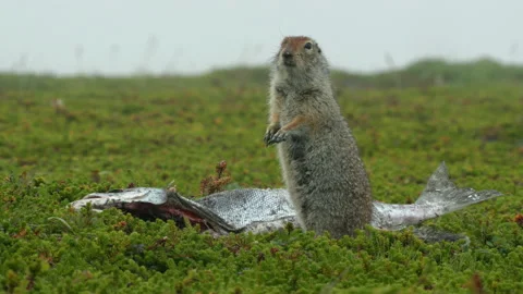 Arctic ground squirrel feeding on fish, Alaska, USA Stock-Footage 138939998