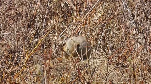 Arctic Ground Squirrel grooming Stock Footage 79101467