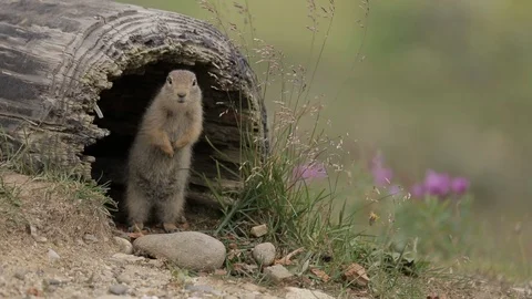 Arctic Ground Squirrel Inside Hollow Log Denali National Park Stock Footage 121478713