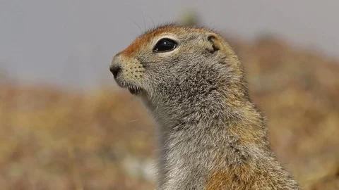 Arctic Ground Squirrel popping into frame Stock Footage 79101790