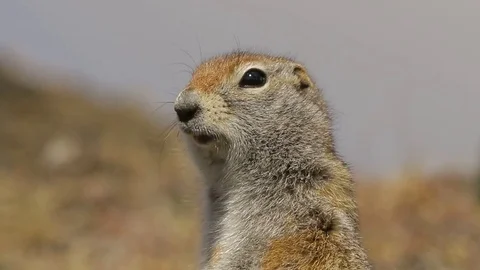 Arctic Ground Squirrel scanning surroundings Stock Footage 79102083