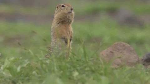 Arctic Ground Squirrel Standing Alert in Kamchatka Field 4k Telephoto Stock Footage 338260601