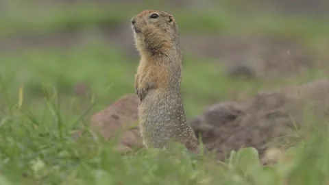 Arctic Ground Squirrel Standing Alert in Kamchatka Telephoto Lens Shot Stock Footage 338260602