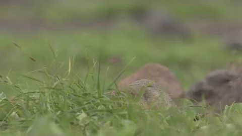 Arctic Ground Squirrel Standing Alert Telephoto Lens 4k Animal Video Stock Footage 338260618