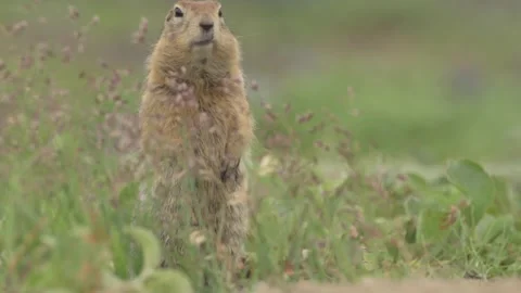 Arctic Ground Squirrel Standing Tall Telephoto Lens 4k Footage Vidéo 338260600