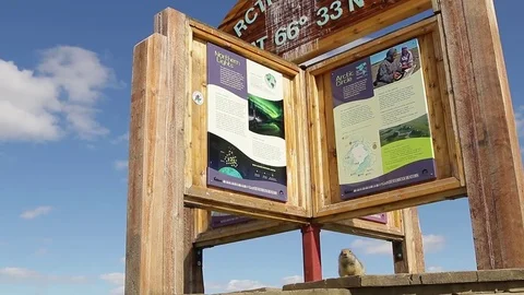 Arctic Ground Squirrels at Arctic Circle Sign at Dempster Highway Stock Footage 79275457