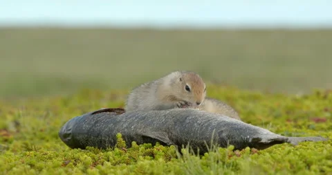 Arctic ground squirrels feeding on dead fish, Alaska, USA 스톡 동영상 138941060