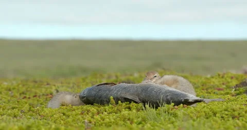 Arctic ground squirrels feeding on dead fish, Alaska, USA 스톡 동영상 138941100