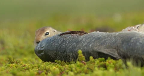 Arctic ground squirrels feeding on dead fish, Alaska, USA Stock Footage 138941120