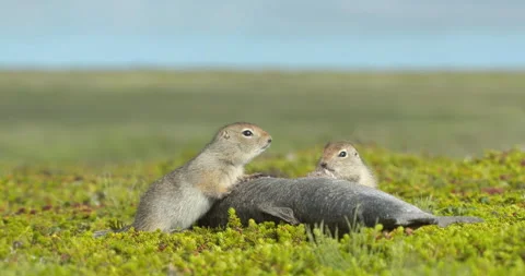 Arctic ground squirrels feeding on dead fish, Alaska, USA Video stock 138941223