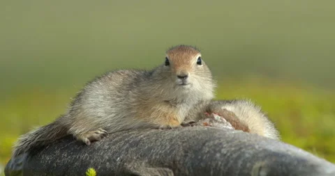 Arctic ground squirrels feeding on dead fish, Alaska, USA Video stock 138941319