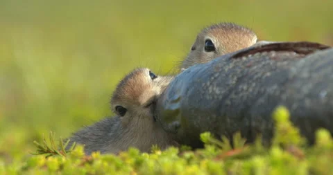Arctic ground squirrels feeding on dead fish, Alaska, USA Video stock 138941334