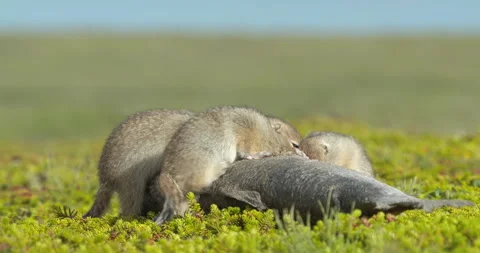 Arctic ground squirrels feeding on dead fish, Alaska, USA Video stock 138941341