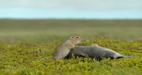 Arctic ground squirrels feeding on dead fish, Alaska, USA Video stock 138941348
