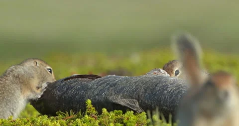 Arctic ground squirrels feeding on dead fish, Alaska, USA Stock-Footage 138941395