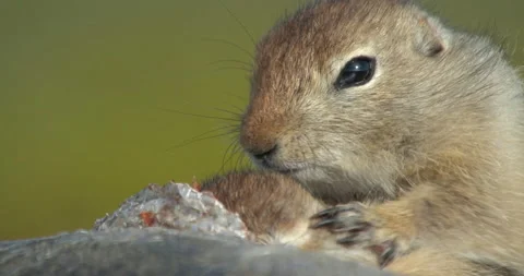 Arctic ground squirrels feeding on dead fish, Alaska, USA Stock-Footage 138941509
