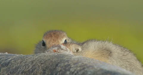 Arctic ground squirrels feeding on dead fish, Alaska, USA Vídeos de archivo 138941528
