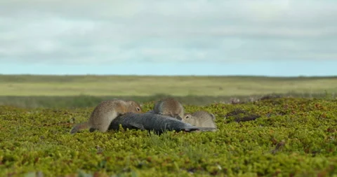 Arctic ground squirrels feeding on dead fish, Alaska, USA Stock-Footage 138941550