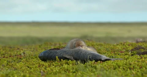 Arctic ground squirrels feeding on dead fish, Alaska, USA Video stock 138941566