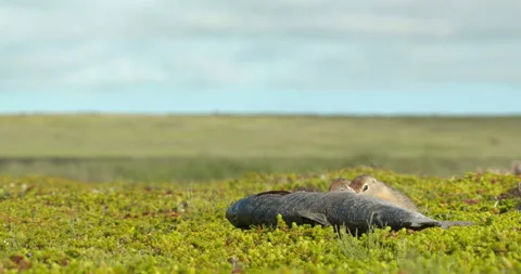 Arctic ground squirrels feeding on dead fish, Alaska, USA Stock-Footage 138941605