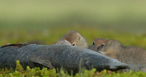 Arctic ground squirrels feeding on dead fish, Alaska, USA Video stock 138941611