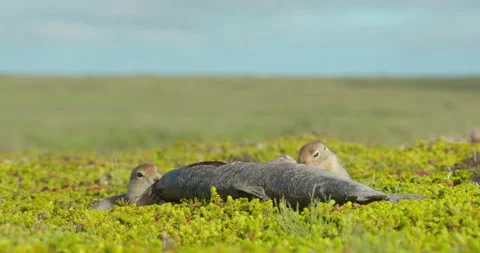 Arctic ground squirrels feeding on dead fish, Alaska, USA Stock-Footage 138941628
