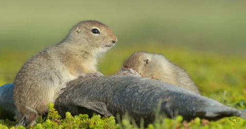 Arctic ground squirrels feeding on dead fish, Alaska, USA Video stock 138941636