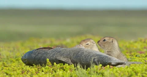 Arctic ground squirrels feeding on dead fish, Alaska, USA Stock-Footage 138941647