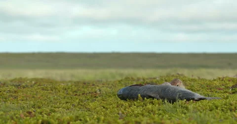 Arctic ground squirrels feeding on dead fish, Alaska, USA Vídeo Stock 138941689