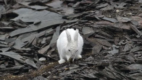 Arctic Hare Eating Among Rocks in Greenland 4k Close Up Telephoto Lens Footage Stock Footage 338254088