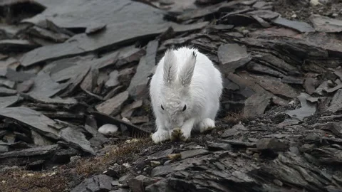 Arctic Hare Eating Among Rocks in Greenland Telephoto Shot 4k Wildlife Footage Stock Footage 338254142