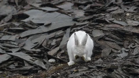 Arctic Hare Eating on Rocky Ground Close Up 4k Wildlife Video Footage Stock Footage 338254144