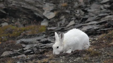 Arctic Hare Foraging on Tundra Rocks Telephoto Shot Video of Wildlife Behavior Stock Footage 338254008
