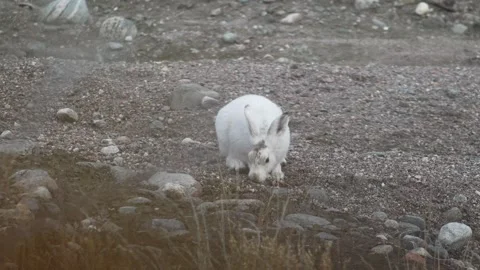 Arctic Hare Looking Around and Sniffing in Kangerlussuaq, Greenland Stock Footage 345634297