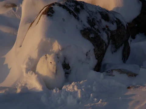 Arctic hare pants in setting sun light and snow Stock Footage 83463524