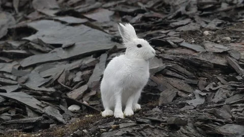 Arctic Hare Sitting on Rocky Ground in Greenland 4k Telephoto Lens Wildlife Shot Stock Footage 338254015